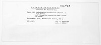 Lophodermium arundinaceum image